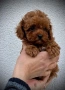 Продавам пуделче момче, снимка 1