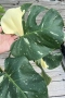 Monstera Thai Constellation, снимка 4