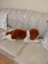 ПЛЮШЕНА ИГРАЧКА КУЧЕНЦЕ, снимка 2