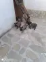 Белгийска овчарка Малиноа, снимка 3