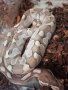 различни морфи кралски питони и всичко необходимо за тяхното отглеждане , снимка 1 - Змии - 44459448