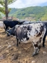 Крава, снимка 4