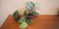 Сциндапсус екзотика/Scindapsus exotica, Silvery Ann Pothos? /, снимка 3