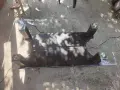 Холна маса, стъклена и кожа. , снимка 2
