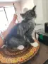 Подарявам малки котенца, снимка 6