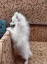 мъжки и женски мини шпиц , снимка 2