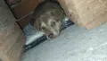 Продавам бебе кученце на 2 месеца! 🐶, снимка 3