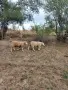 продавам ил дьо франс мъжки, снимка 4
