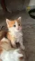 Ангорско Коте + Доставка €60. Домашни Котенца с Хигиенни Навици, снимка 4
