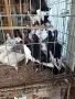 свободни датски, снимка 2