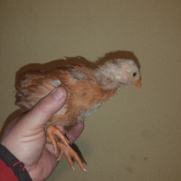 Нюхемпшир пилета  родени на 10 ти февруари., снимка 2 - Кокошки и пуйки - 44631982