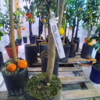 Цитрусови  дръвчета - фиданки разнообразни сортове, снимка 14 - Градински цветя и растения - 39472838