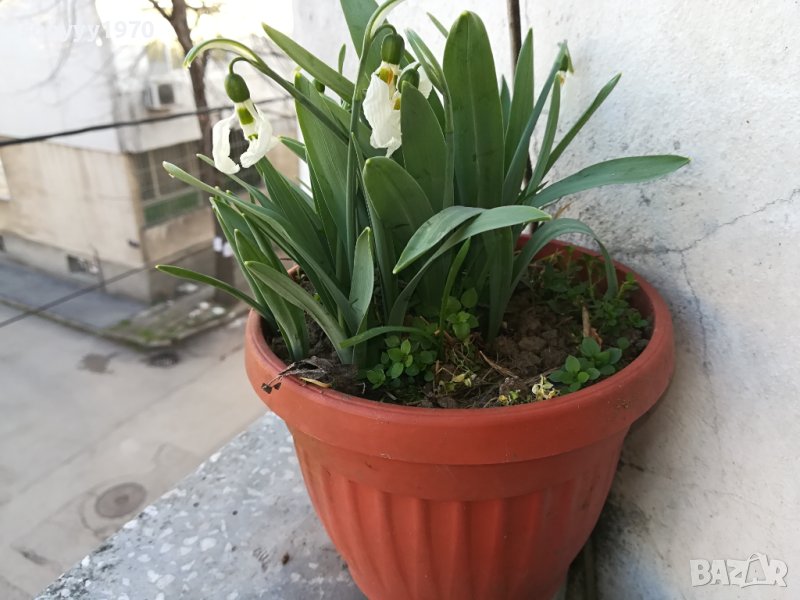 саксия с кокичета и луковици 1502241518, снимка 1