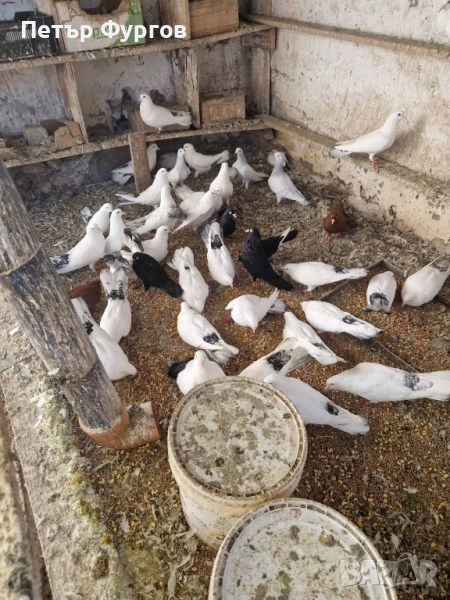 Продавам   бемкалии и  донеци, снимка 1