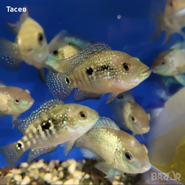 Октофасциатум 6-8см, снимка 1