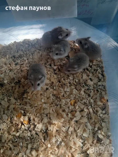 Мини Хамстери, снимка 1