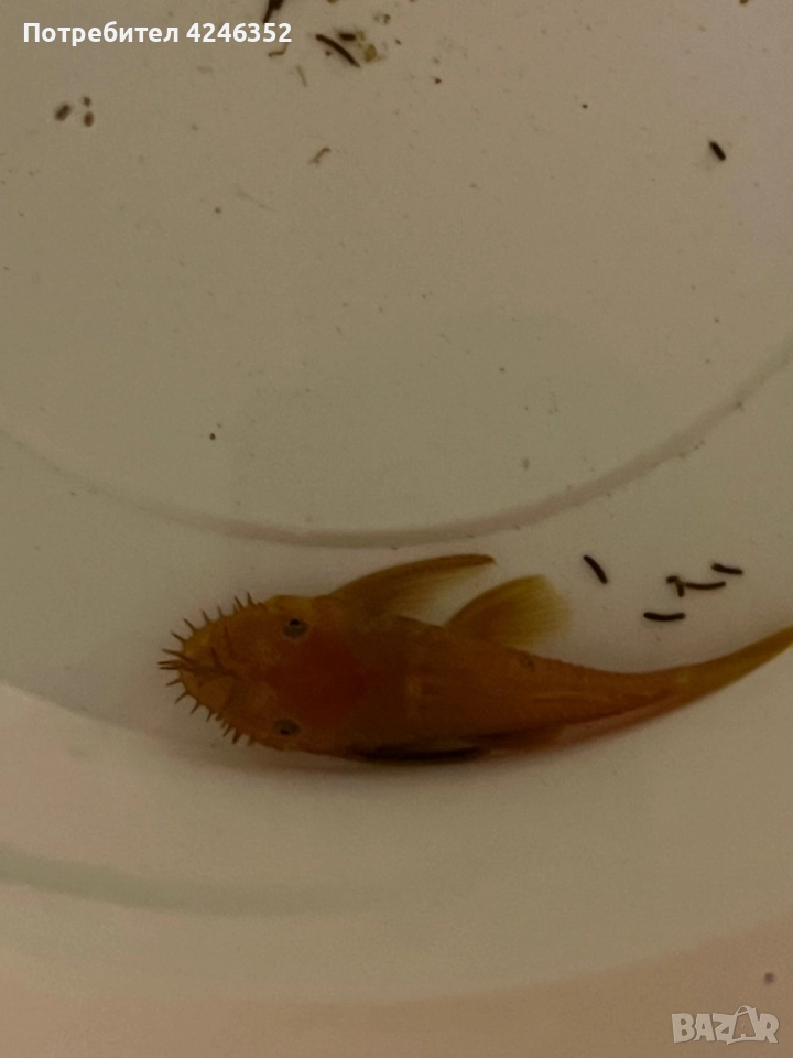 Подарявам една рибка, снимка 1