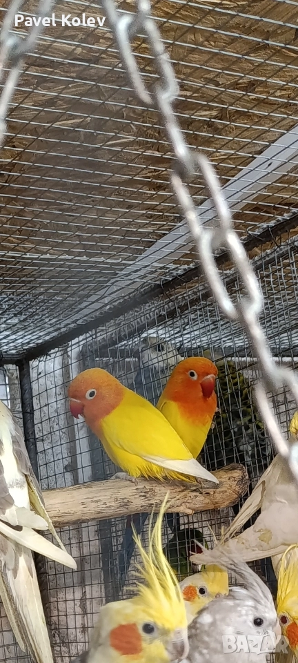 Коледна промоция на папагали , снимка 1