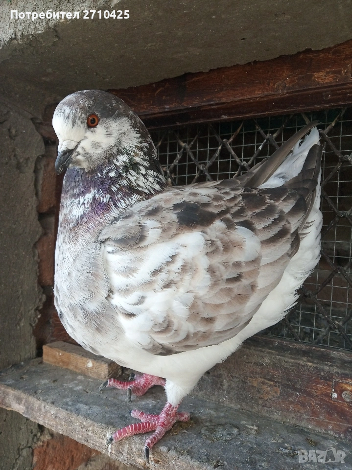 Американски Кинг, снимка 1