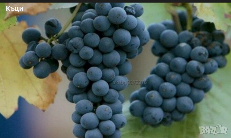 Лозови пръчки от Унгарка/Липа., снимка 1