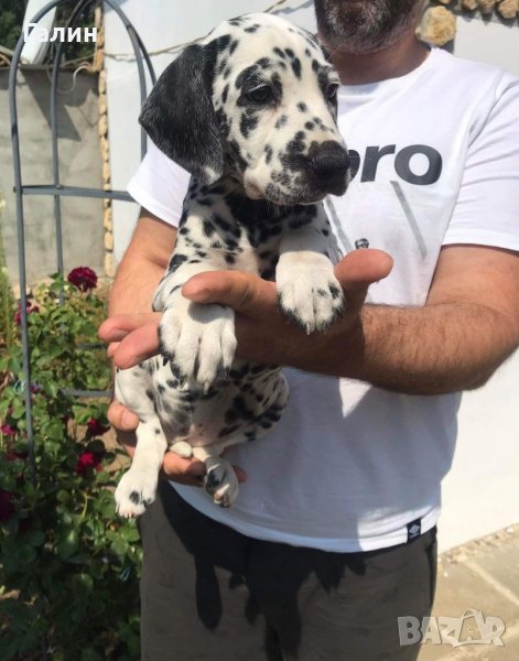 Далматинец,далматин, далматинче, снимка 1