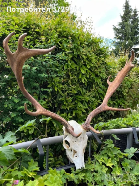 Елен лопатар трофей, снимка 1