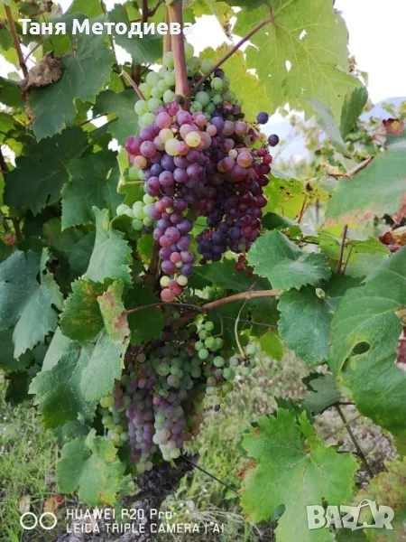 Лозе Червен Карловски Мискет – 2×7.174 дка, плододаващо, 21 реда × 200 м, до кв. Анево – Сопот, снимка 1
