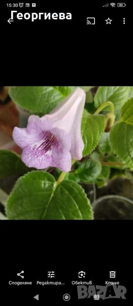 синuнгия, снимка 1