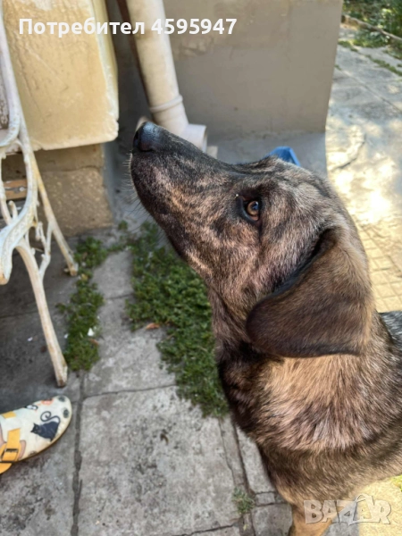 Младо женско куче - Лори, снимка 1