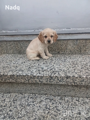 Кокер шпаньол Страхотни , снимка 3 - Кокер шпаньол - 53061601