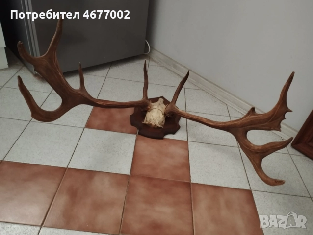  Прекрасен трофей, снимка 7 - Антикварни и старинни предмети - 52918668