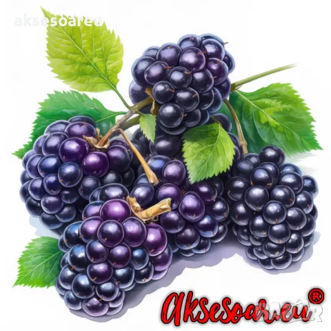 Висококачествени нови семена от хранителна Къпина без бодли антиоксидант Rubus rusticanus 50+ семена, снимка 17 - Сортови семена и луковици - 50333229