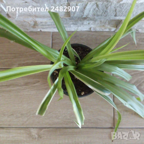 "Хлорофитум" , снимка 3 - Стайни растения - 51149091