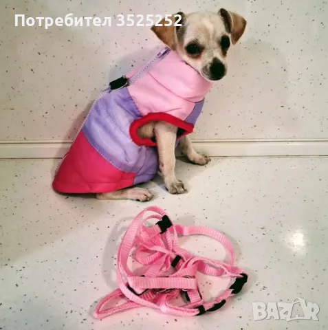 ЧИХОПИНЧЕР  МОМИЧЕ НА 3- М.  С 2- ВАКСИНИ  И ПАСПОРТ !, снимка 3 - Пинчер - 56160461