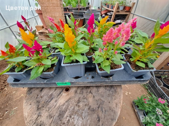 Два вида пламъче, няколко цвята , снимка 7 - Градински цветя и растения - 54282774