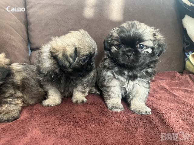 Малки Пекинези, снимка 4 - Пекинез - 52920189