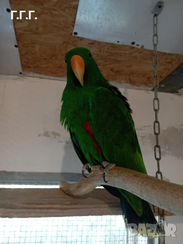 Мъжки папагал еклектус, снимка 4 - Папагали - 51831956