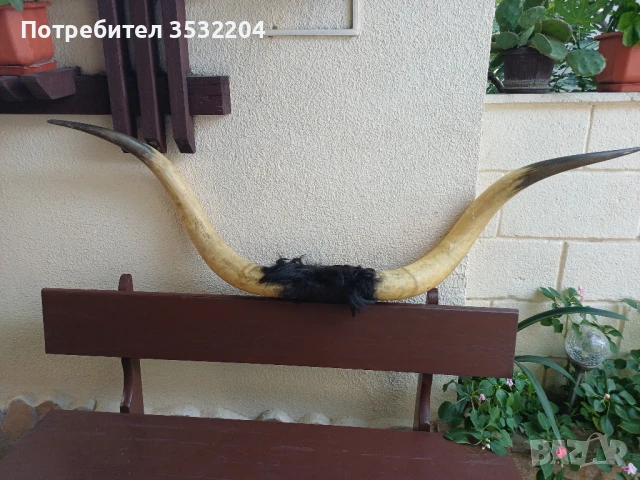 Големи биволски рога, снимка 6 - Други ценни предмети - 51359502