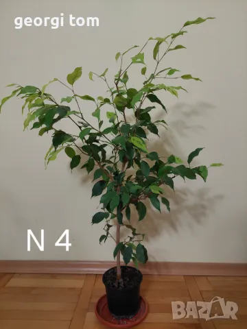 Продавам фикуси бенджамин 25-65 лв., снимка 5 - Стайни растения - 49127553