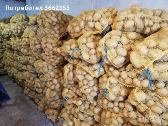Картофи Сорая , снимка 2 - Домашни продукти - 42685022