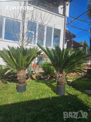 Цикаси за дома и градината, снимка 3 - Градински цветя и растения - 54324383