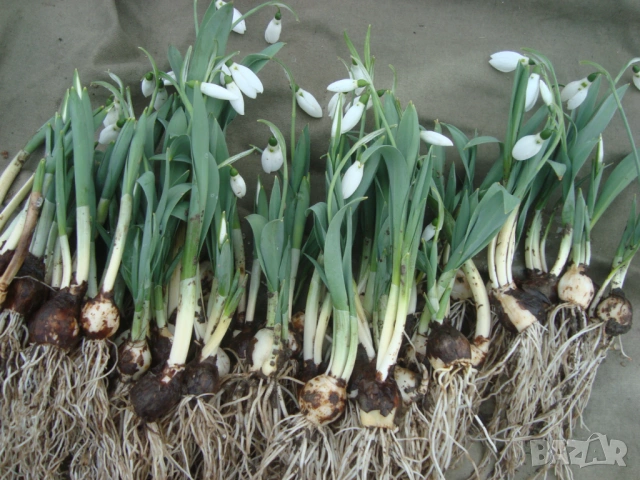 Кокиче (Galanthus), снимка 4 - Градински цветя и растения - 53098712