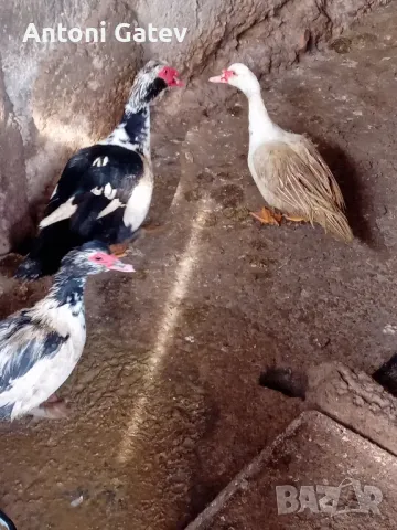 неми патици-юрдеци и юрдечки , снимка 2 - други­ - 48960115