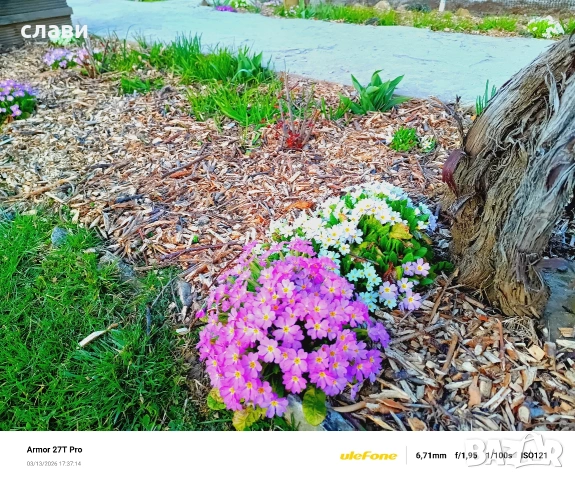 Мулч / Дървесен чипс / 100% Натурален , снимка 17 - Градински цветя и растения - 53591340