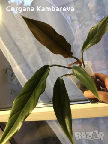 Philodendron Caramel 