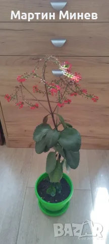 Каланхое / Kalanchoe червено