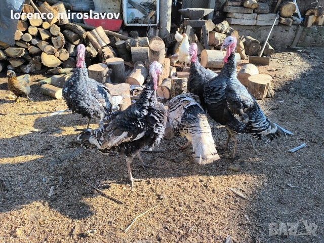 Продавам Пуийки, снимка 2 - Кокошки и пуйки - 52790020