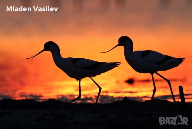 Дигитални авторски фотографии на природа(птици, бозайници, пеперуди, влечуги, земноводни и др.), снимка 11 - Други - 53943304