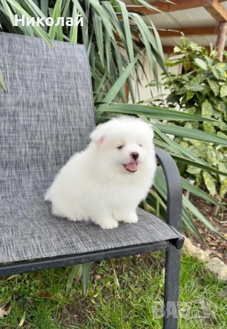 Померан момче със втора ваксина. Померанче, снимка 2 - Померан - 52721323