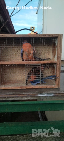 Чифт оранжеви пенанти, снимка 7 - Папагали - 53025313